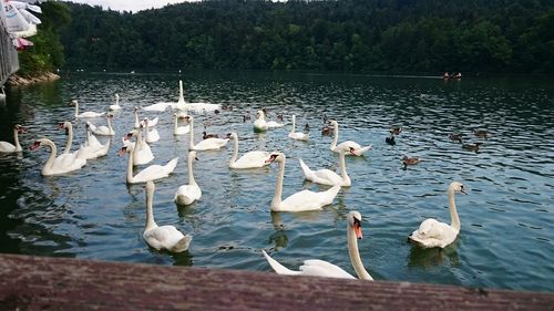 Birds in calm lake