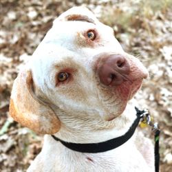 Close-up portrait of an animal