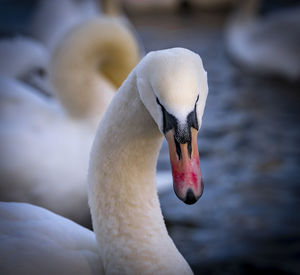 Close-up of swan