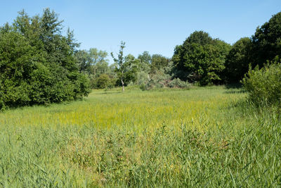 Scenic view of field against clear sky