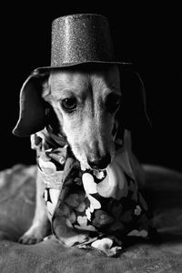 Close-up portrait of dog wearing hat