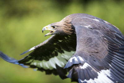 Close-up of golden eagle flying