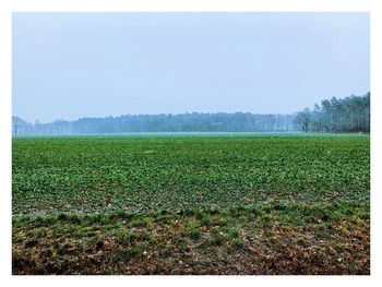 Scenic view of field against clear sky