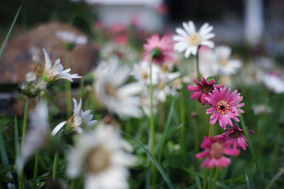 Close-up of pink flowering plant on field