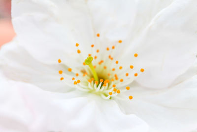 Close-up of white flower