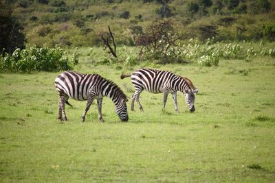 Couple of zebras in masai mara, kenya