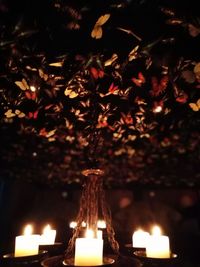 Close-up of illuminated christmas lights hanging from tree