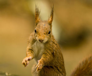 Portrait of squirrel