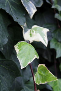 Close-up of fresh green leaves