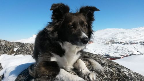 Dog standing on snow covered landscape