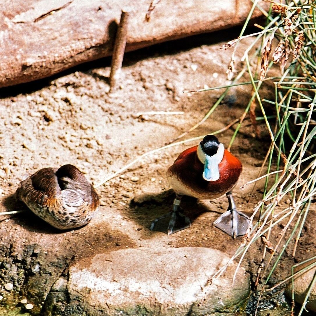 animal themes, animals in the wild, wildlife, one animal, snail, high angle view, two animals, field, outdoors, day, close-up, rock - object, animal shell, insect, abandoned, rusty, no people, nature, wood - material, ground