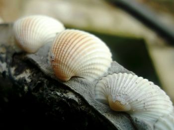 Close-up of seashells