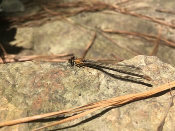 Close-up of damselfly on leaf