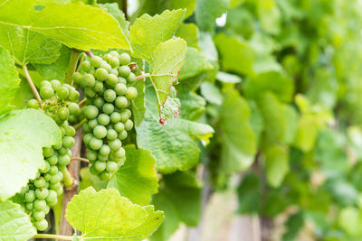 Close-up of grapes growing on plant