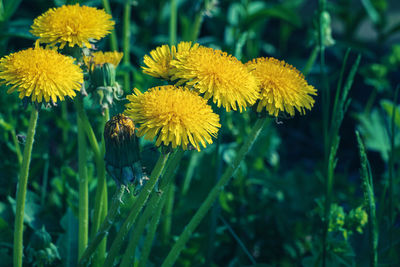 Dandelion yellow flowers closeup - taraxacum dissectum blooming