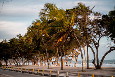 Palm trees on beach against sky