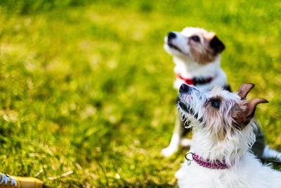 Close-up of dog on grass