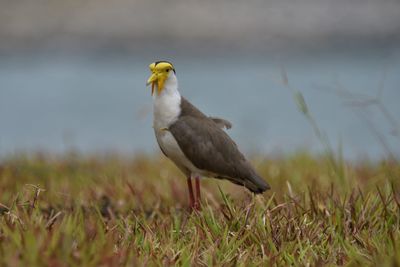 The masked lapwing