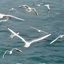 Seagulls flying over sea