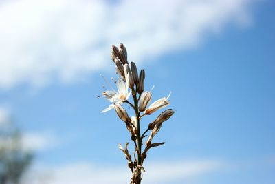 Close-up of white flowering plant