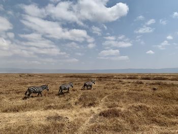 Horse grazing on field against sky