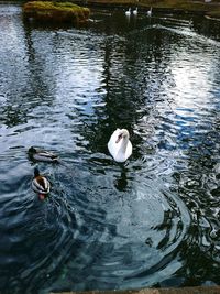 High angle view of ducks swimming in lake