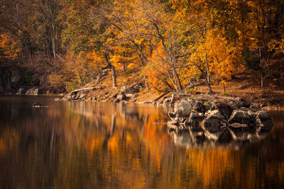 Autumn leaves reflecting in the chesapeake and ohio canal at great falls national park in va