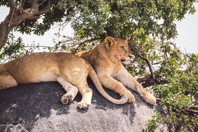 Two lion cubs sitting on a rock under a tree in the shadow