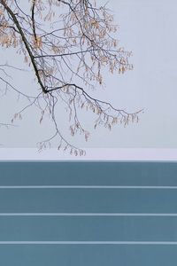 Minimalistic view of tree against peaceful blue and white facade