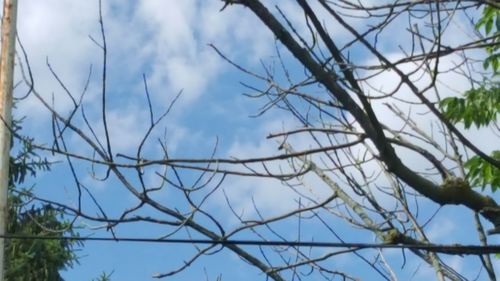 Low angle view of tree against sky