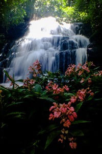 View of waterfall in forest