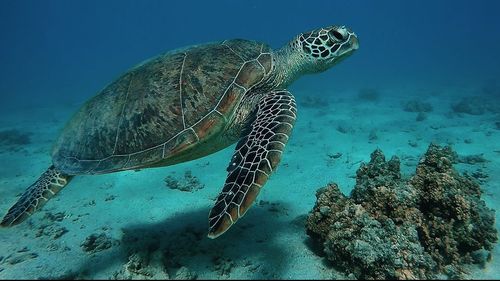Close-up of jellyfish swimming in sea