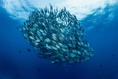 Fish swimming in sea