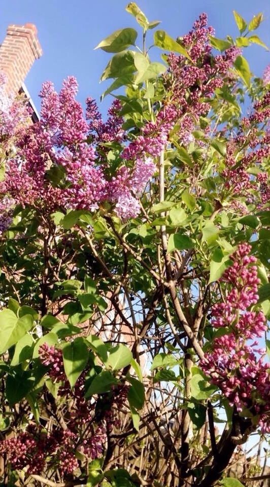 LOW ANGLE VIEW OF PINK FLOWERS ON TREE