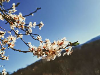 Close-up of cherry blossoms against clear sky