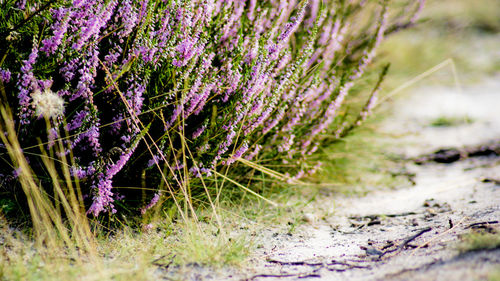 Close-up of lavender growing on field