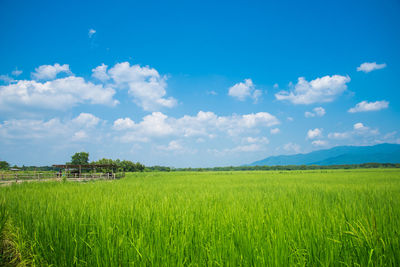 Scenic view of rice field against blue sky