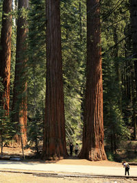 Trees in forest