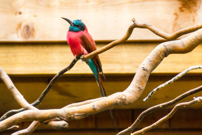 Close-up of northern carmine bee-eater perching on branch at zoo