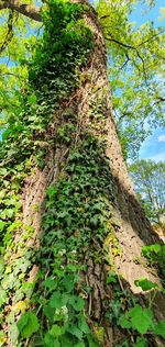 Low angle view of ivy growing on tree trunk