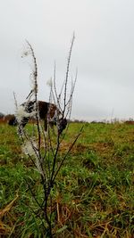 Close-up of plant on field against sky