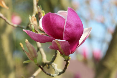 Close-up of pink flower