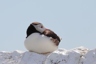 View of bird on snow against clear sky