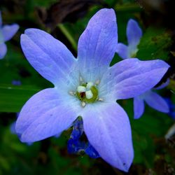 Close-up of flower blooming outdoors