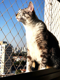 Cat looking through chainlink fence