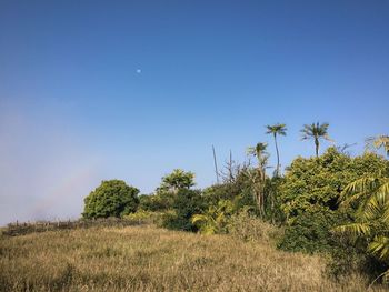 Trees on field against clear blue sky