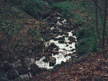 Close-up of plants growing in forest