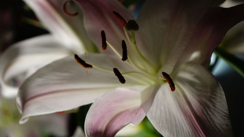 Close-up of white lily