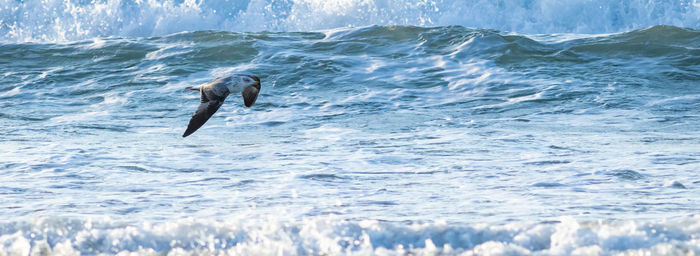 View of horse in sea