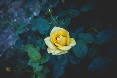 High angle view of yellow rose blooming outdoors